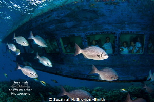 School children peer out the windows of a glass-bottom bo... by Susannah H. Snowden-Smith 